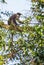Red-tailed Monkey - Cercopithecus ascanius