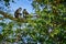 Red-tailed monkey Schmidt`s guenon, Cercopithecus ascanius, sitting on tree in nature forest habitat, Kibale Forest NP, Uganda in