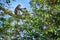 Red-tailed monkey Schmidt`s guenon, Cercopithecus ascanius, sitting on tree in nature forest habitat, Kibale Forest NP, Uganda in