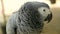 Red-tailed monogamous African Congo Grey Parrot. Companion Jaco is popular avian pet native to equatorial region.