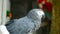 Red-tailed monogamous African Congo Grey Parrot. Companion Jaco is popular avian pet native to equatorial region.