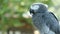 Red-tailed monogamous African Congo Grey Parrot. Companion Jaco is popular avian pet native to equatorial region.
