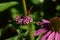 Red Tailed Pennant on Coneflower