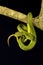 Red tailed pit viper, Trimeresurus erythrurus, Viperidae, Gumti, Tripura , India