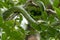 Red-tailed racer (Gonyosoma oxycephalum)snake, Bako National Park, Sarawak, Borneo