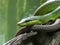 Red tailed racer looking out at the day