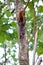 Red-tailed squirrel / Costa Rica / Cahuita
