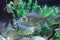 Red tailed tinfoil barb in aquarium, Wildlife animal. Barbonymus altus
