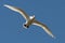 Red-tailed Tropic bird