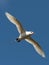 Red-tailed Tropic bird