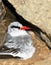 Red Tailed Tropic Bird inside a nest