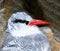 Red Tailed Tropic Bird nesting