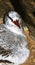 Red Tailed Tropic Bird staring from inside nest