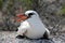 Red-tailed Tropicbird