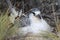 Red-tailed Tropicbird Chick