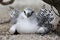 Red-tailed Tropicbird Chick