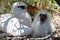 Red-tailed Tropicbird Mother with a Chick