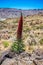 Red Tajinaste rojo in Teide national park in Tenerife