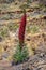 Red Tajinaste rojo in Teide national park in Tenerife