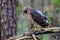 Red-Taled Hawk Sits Outdoors In Its Natural Environment