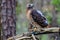 Red-Taled Hawk Sits Outdoors In Its Natural Environment