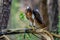 Red-Taled Hawk Sits Outdoors In Its Natural Environment