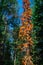 red tall larch tree among green trees in Siberian forest, blue sky