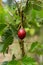 A red tamarillo fruit