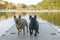 Red Tan and Blue Isabella French Bulldogs Standing on the Lake Dock