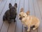 Red tan and Blue Isabella Frenchies sitting on wooden deck and looking up