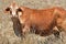 Red tan Brahman stud bull grazing dry grass Australian drought