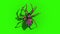 Red Tarantula Spider Walkcycle Green Screen Loop Top 3D Rendering Animation