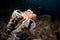 Red Tassled Scorpionfish