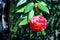 Red Tea tree flower, Balboa Park of San Diego