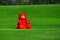 red teddy bear sitting on a garden