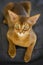 Red teenager kitten of Abyssinian cat