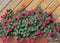 Red terry balsam flowers in pot in garden near wooden wall