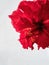 Red terry chinese hibiscus flower on the white background