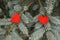 Red textile hearts couple on a blue spruce branch background