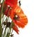 Red textured poppies closeup illuminated by the rays of the sun ha white background