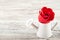 Red textured roses and a miniature watering can, a bucket close-up and copy space. Spring gardening concept on white wooden backgr