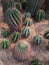 The Red Thorns Cactus