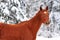 Red thoroghbred horse portrait on snow forest