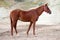 Red thoroughbred racehorse stands