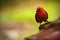 Red-throated Ant-Tanager, Habia fuscicauda, red tropic song bird in the nature habitat, San Ignacio, Belize