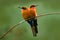 Red-throated bee-eater, Merops bulocki, Benin, Cameroon, Congo, Ethiopia, Gambia, Ghana. Detail of pair exotic orange and red afri