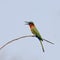 Red-throated Bee-eater by the river