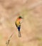Red-throated Bee-eater in Senegal