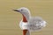 Red-throated diver