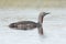 Red-throated diver